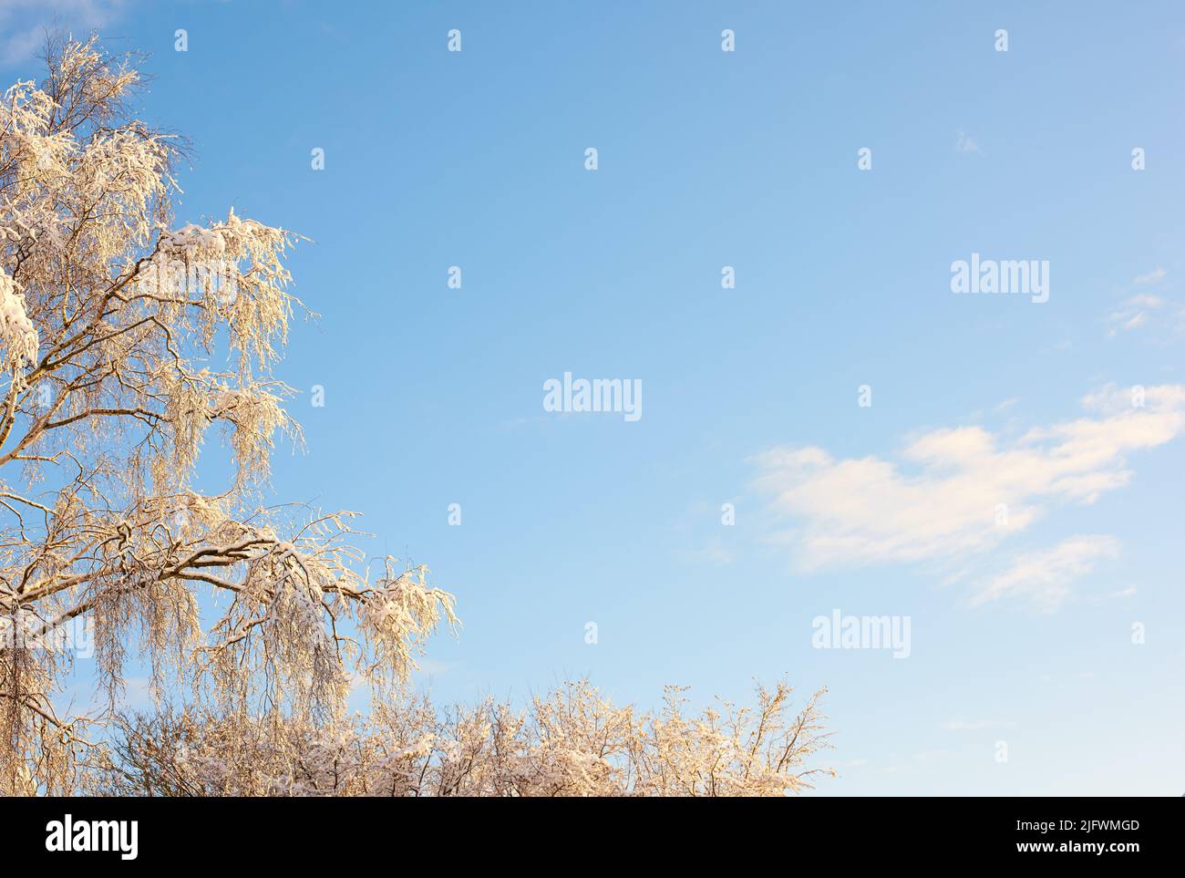 Rami di albero ricoperti di neve in inverno su un cielo chiaro sfondo con copyspace. Foglie e rami congelati di un albero alto. La neve si scioglie Foto Stock