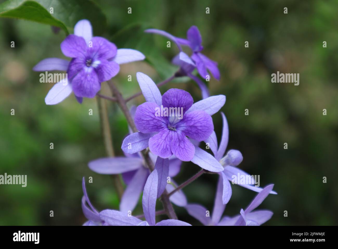 Primo piano di fiori di vitigno viola di carta vetrata (Petrea volubilis) Foto Stock