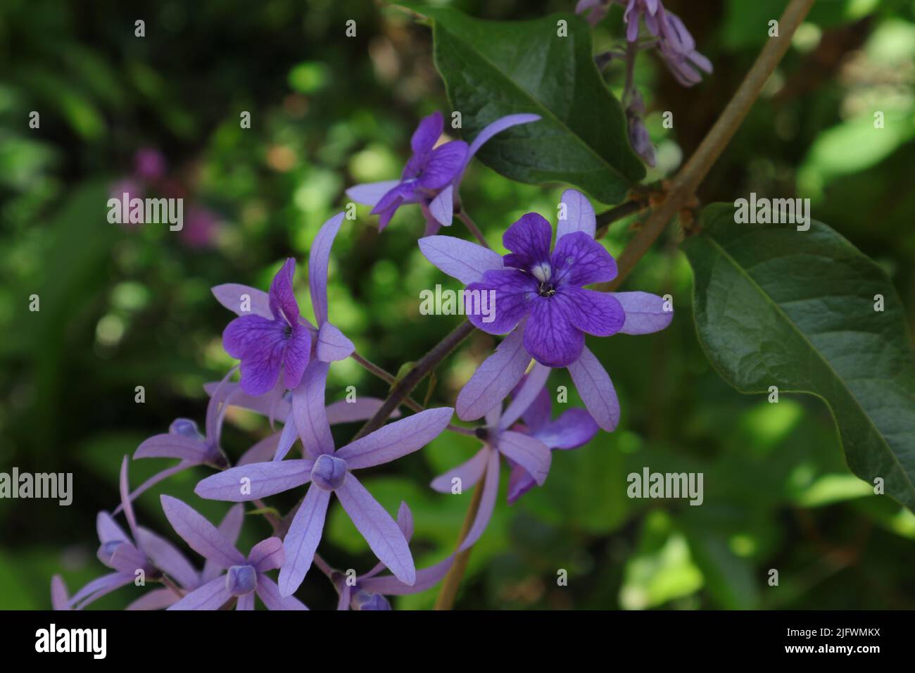 Bei fiori in primo piano su una vite di corona viola (Petrea Volubilis) Foto Stock