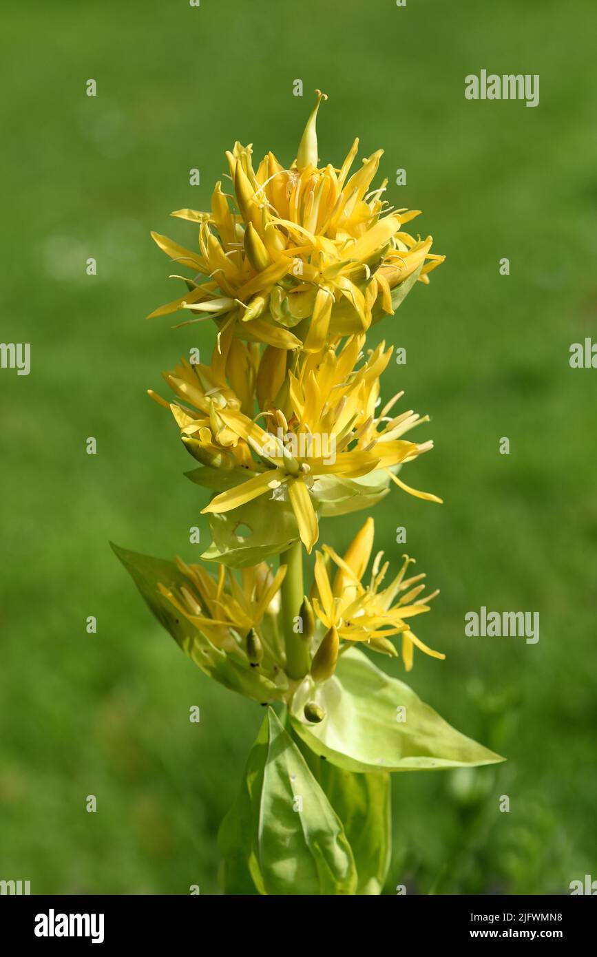 Gelber Enzian, Gentiana Lutea ist eine wichtige Heilpflanze und wird auch in der Medizin verwendet. Gentile giallo, Gentiana Lutea è un farmaco importante Foto Stock