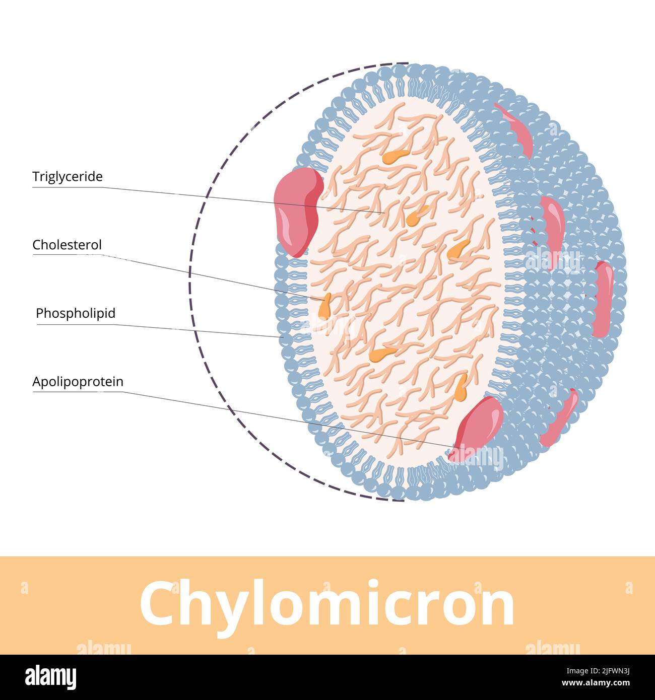 Chilomicron. La visualizzazione delle lipoproteine a bassissima densità (ULDL) include trigliceridi, fosfolipidi, colesterolo e apolipoproteine. Illustrazione Vettoriale