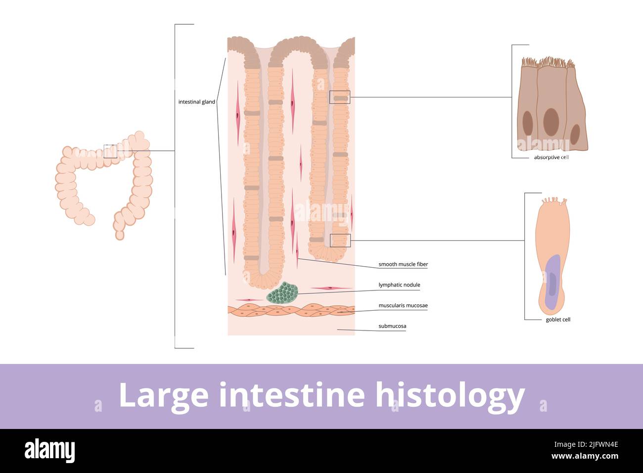 Istologia dell'intestino crasso. Tessuto con ghiandola intestinale visualizzata, fibre, cellule assorbenti e cellule calice. Illustrazione Vettoriale