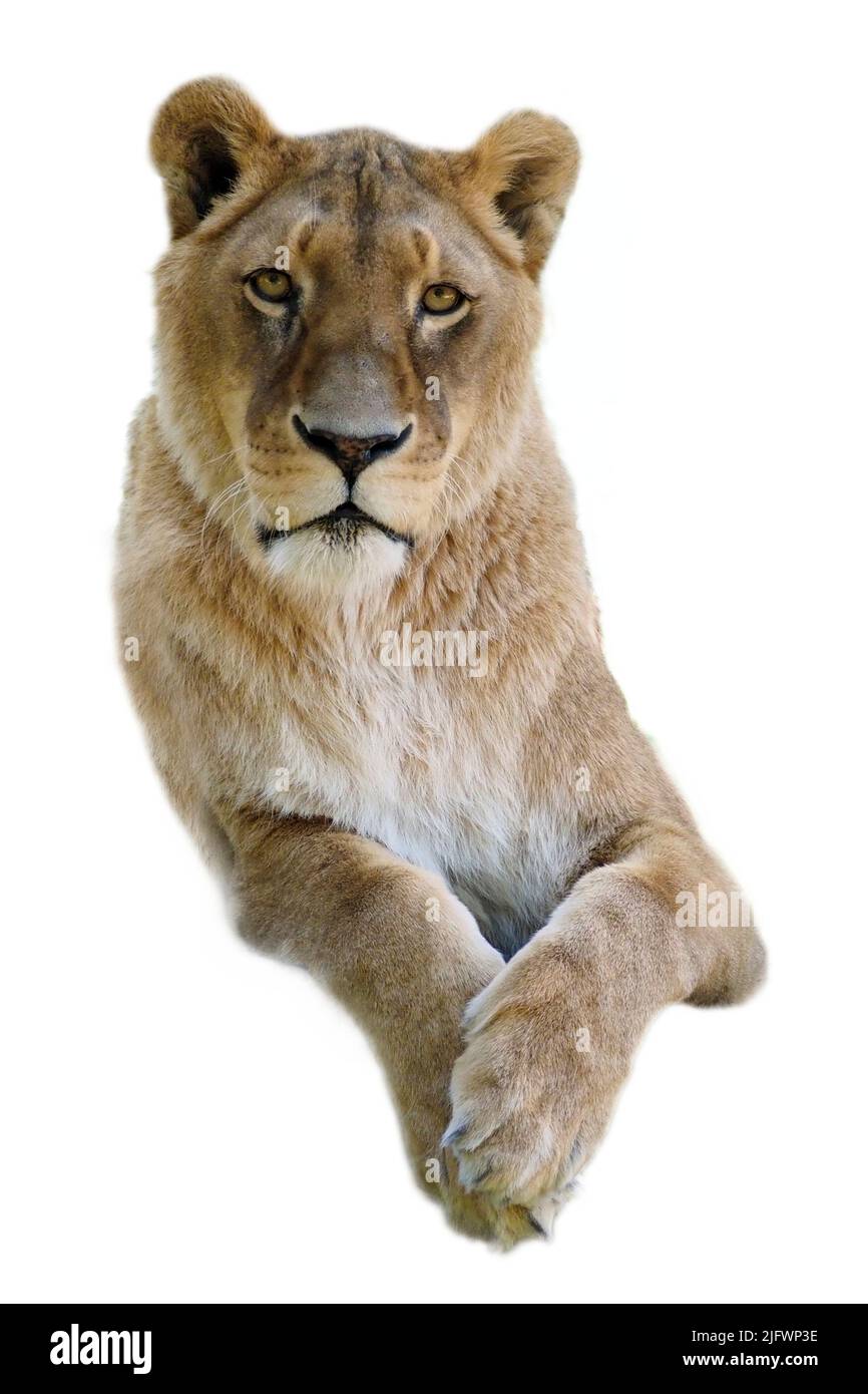 Ritratto di leonessa (Panthera leo) isolato su un terreno bianco con il suo leone con le gambe incrociate Foto Stock