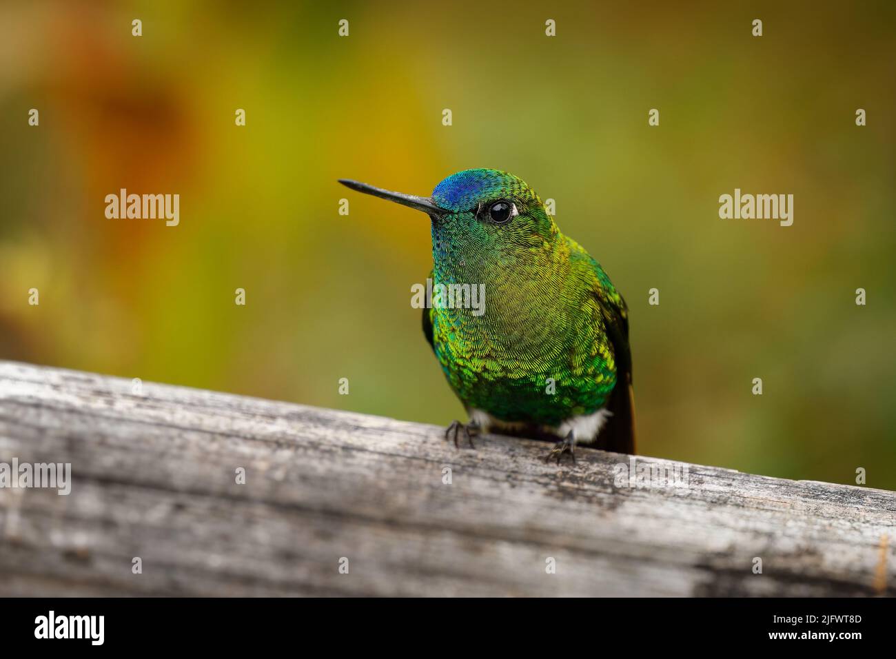 Puffleg - Eriocnemis luciani hummingbird nei brillanti, tribù ¨Heliantheini nella sottofamiglia Lesbiinae, uccello trovato in Colombia, Equadado Foto Stock