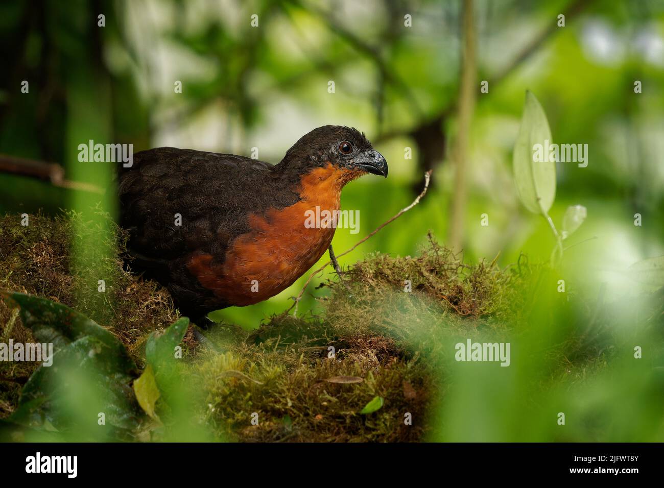 Quaglia di legno dal dorso scuro - Odontophorus melanonotus specie di uccelli della famiglia Odontophoridae, quaglia del nuovo mondo, trovato in Colombia e Ecuador in for Foto Stock