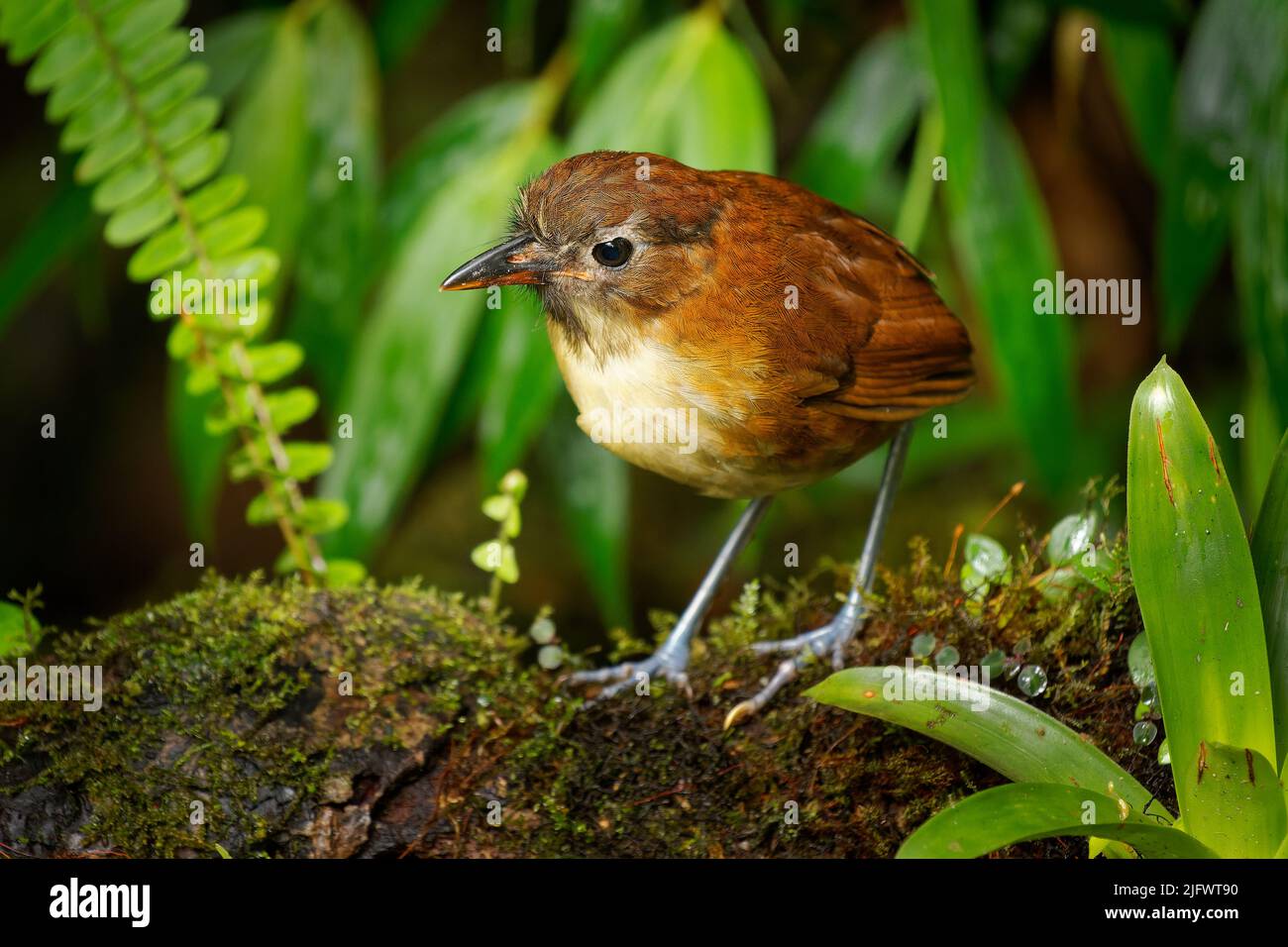 Antpitta orriata - uccello di Grallaria flavotincta in Grallariidae, trovato in Colombia e Ecuador, habitat naturale è subtropicale o tropicale mois Foto Stock