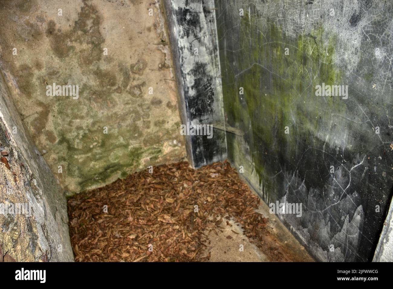 Döllersheim, WC, öffentlich, urina, klo, Toilette, Schmutz, schmutzig, vergammelt, unappetititlich, Blatt, Blätter, Laub, Deckel, Tür, HOLZ, Wand, Drec Foto Stock