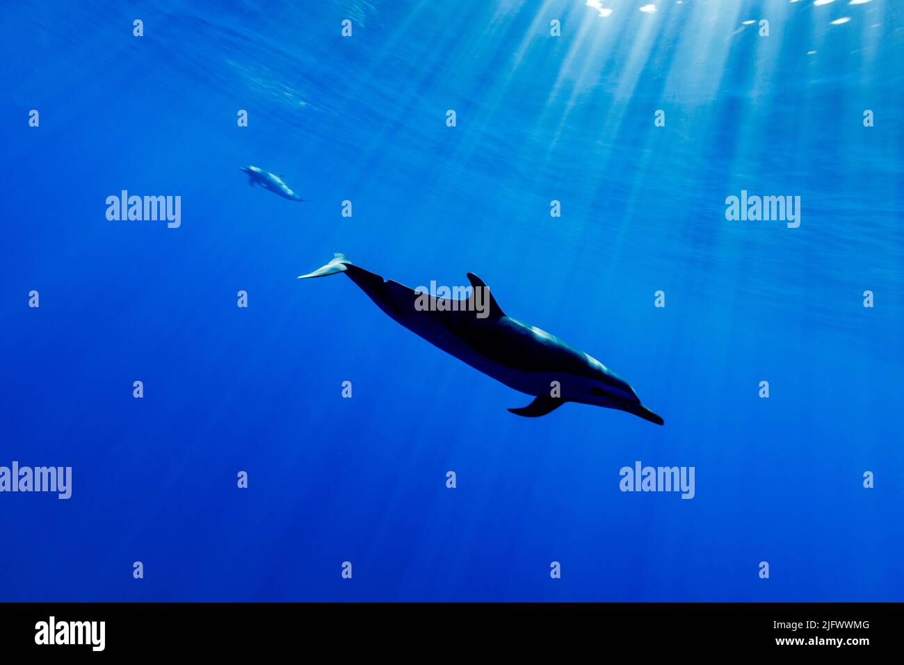 I raggi di luce si riversarono attraverso la superficie dell'oceano aperto con delfini a macchia pantropicale, Stenella attenuata, Hawaii, Oceano Pacifico, Stati Uniti. Foto Stock