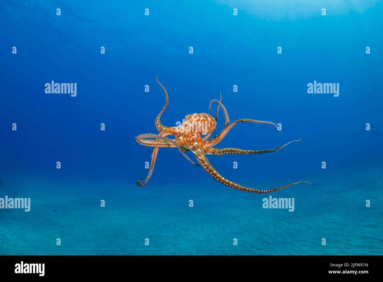 Il polpo di giorno, Octopus cianea, è anche noto come il grande polpo blu. Si verifica sia nell'Oceano Pacifico che nell'Oceano Indiano, dalle Hawaii al co orientale Foto Stock