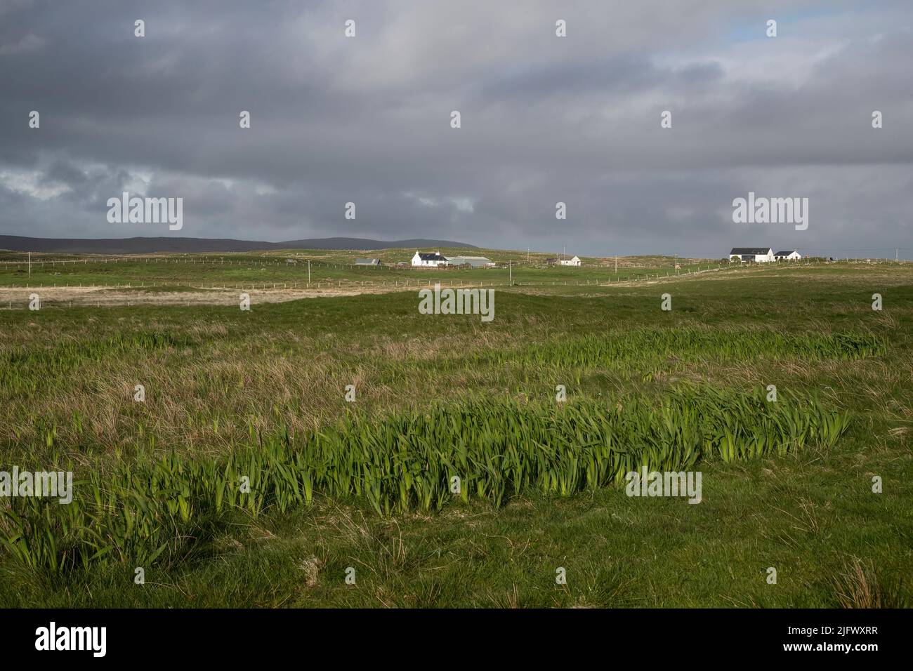 Case residenziali remote vicino alla costa occidentale di North Uist, Scozia in una serata estiva con nuvole e paludi in primo piano Foto Stock