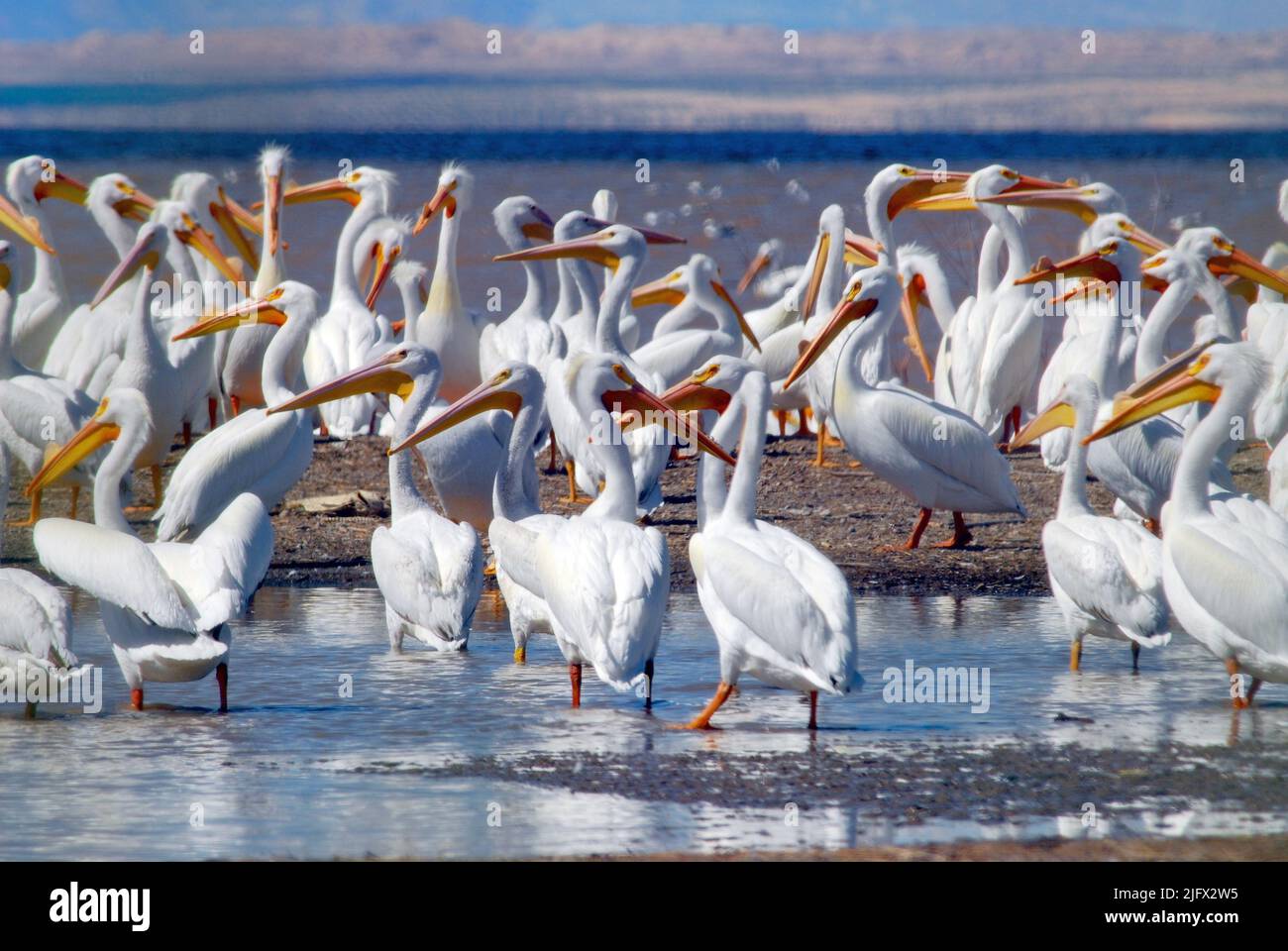 Il mare di Salton è un corpo poco profondo, senza sbocco sul mare, altamente salino di acqua nelle contee di Riverside e Imperial all'estremità meridionale dello stato degli Stati Uniti della California, Stati Uniti d'America. Salton Sea offre un'area invernale per i White Pelicans americani. Pelecanus erythrorhynchos Foto Stock
