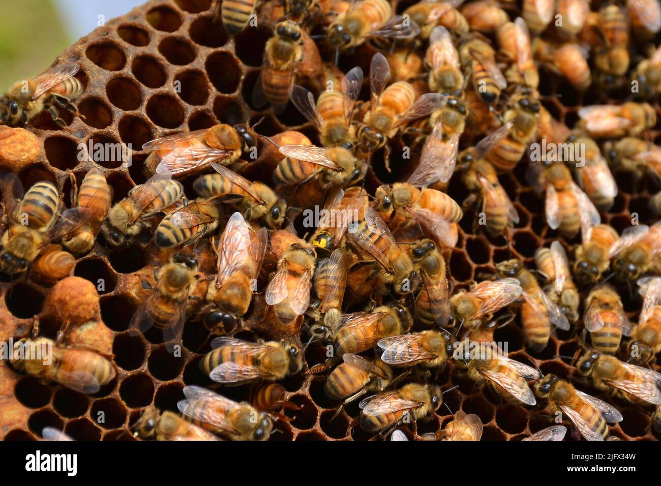 L'ape con segni gialli al centro di questa immagine è la regina di questo alveare. Ci è solitamente soltanto uno in un alveare, che le api di miele del lavoratore alimentano, seguono e proteggono. La società ha bisogno di api sane e di altri insetti per impollinare le colture, ma i cambiamenti di uso della terra che diminuiscono l'abbondanza dei fiori possono influenzare la salute e l'impollinazione delle api. GLI stati del Midwest DEGLI STATI UNITI stanno perdendo praterie e terre di conservazione autoctone che storicamente forniva fiori abbondanti per gli impollinatori. L'USGS lavora a stretto contatto con gli apicoltori professionisti in N. Dakota per valutare quali specie vegetali le api da miele foraggano e quando. Credito: USGS Foto Stock