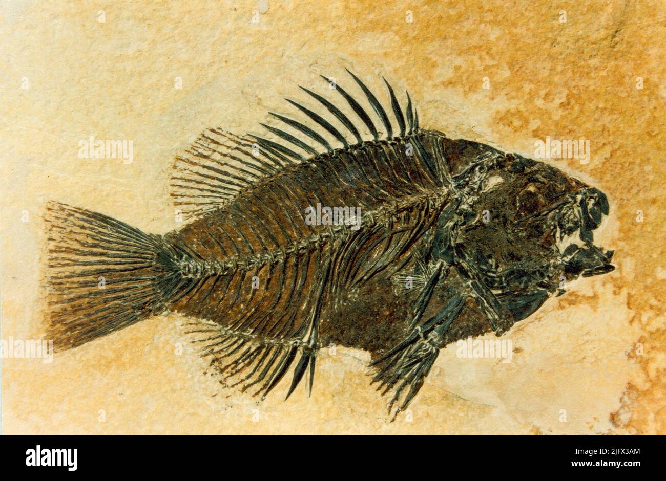 Eocene Sunfish. Un fossile Priscacara preparato, di un pesce solare Eocene tardo-precoce. Il campione è di circa il 80% delle sue dimensioni naturali. Fu raccolta dalla formazione di Green River a 9 miglia ad ovest di Kemmerer, Wyoming nel 1984. Credito: USGS Foto Stock