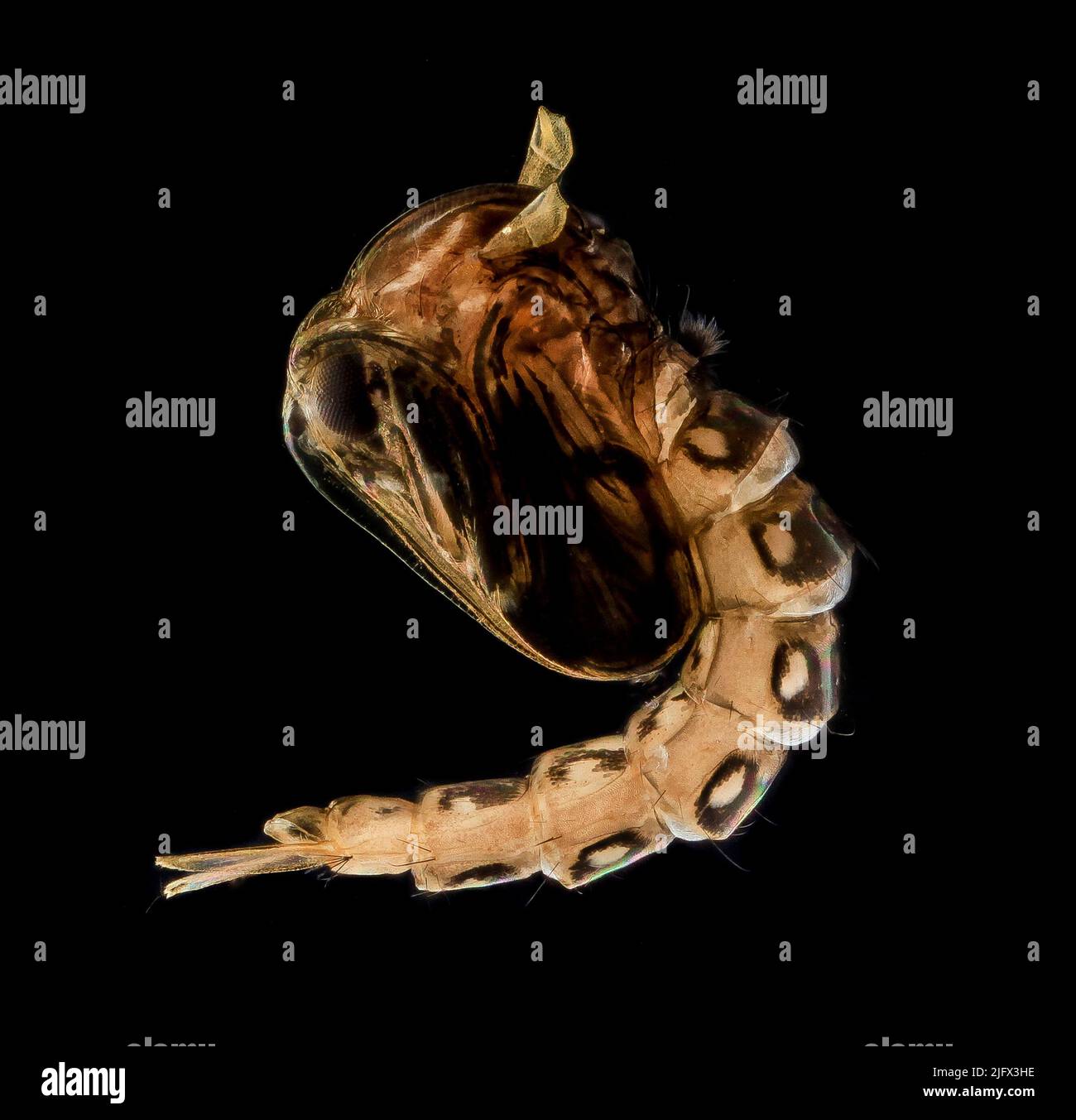 Pupae di zanzara fresco più leggero. Dopo che le uova di zanzara si schiudono in acqua, diventano larve di zanzara e poi pupae. Le zanzare fanno parte di un gruppo di quasi 3.600 specie di mosche della famiglia Culicidae. Il termine 'Mosquito' è spagnolo e portoghese per 'Little Fly'. Credito: USGS Foto Stock