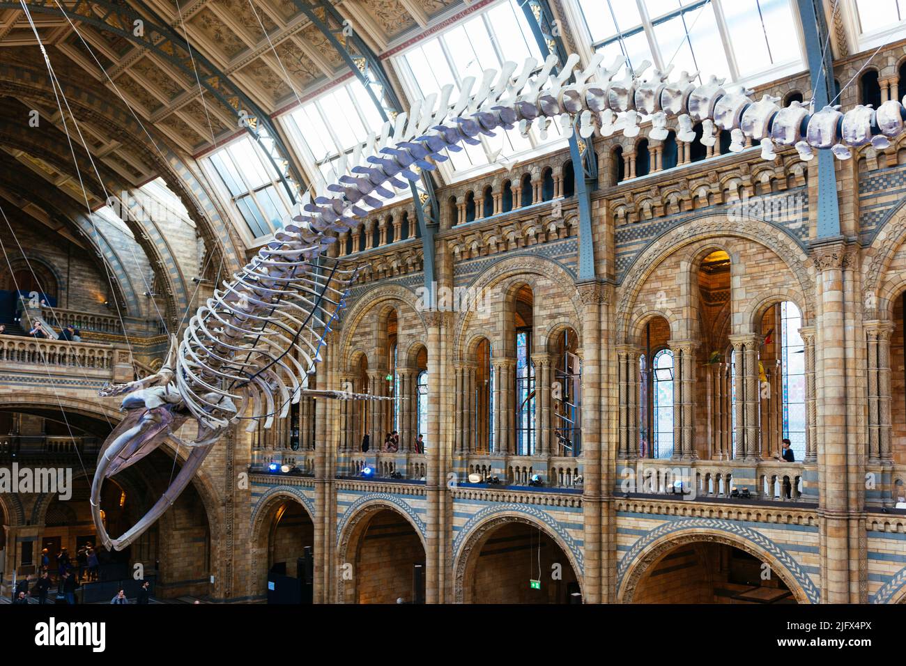 Scheletro di balena, soprannominato speranza, nella Hintze Hall. Museo di Storia Naturale. Kensington & Chelsea, , Londra, Regno Unito, Europa Foto Stock