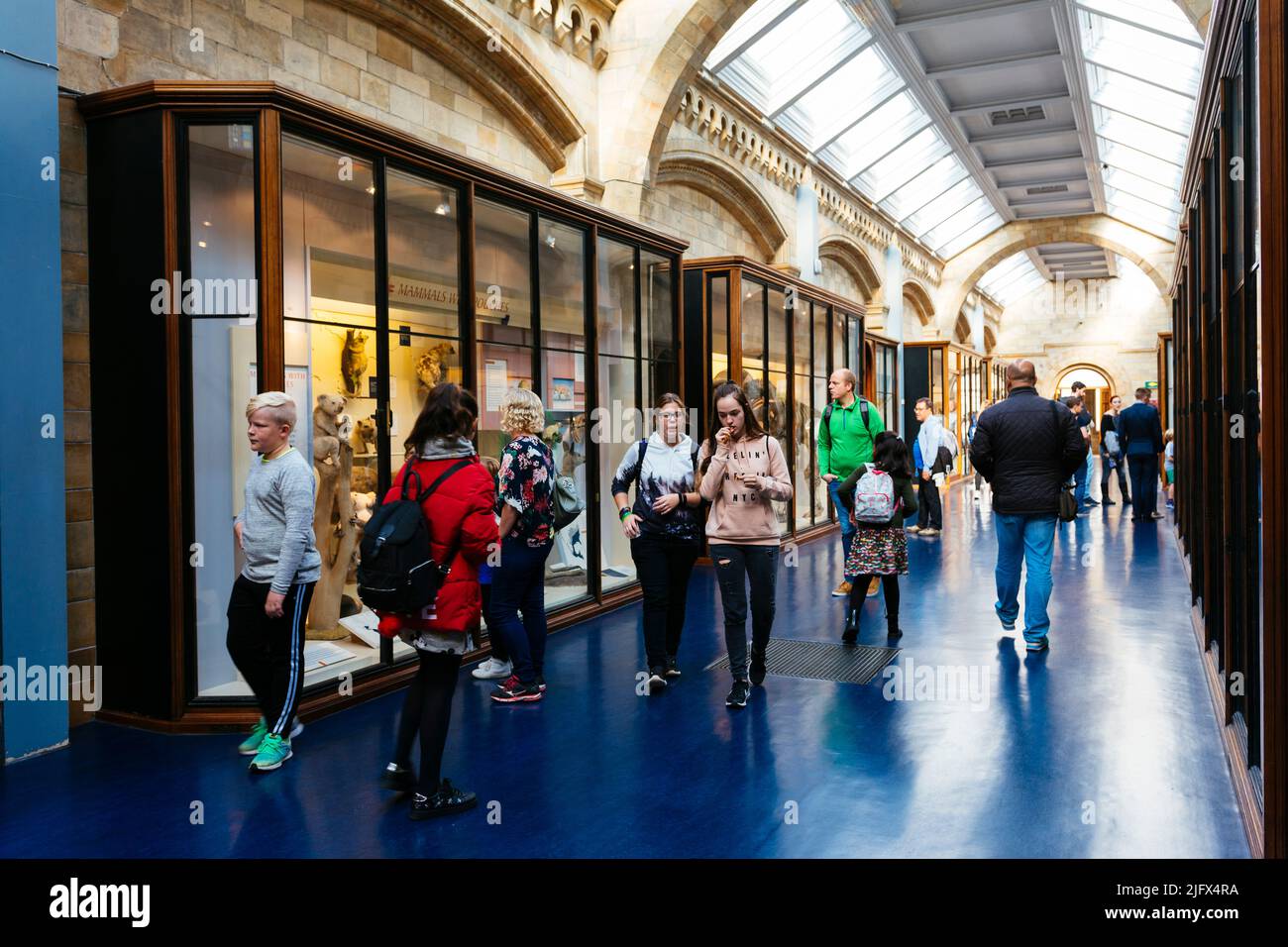 Gallerie del museo. Museo di Storia Naturale. Kensington & Chelsea, , Londra, Regno Unito, Europa Foto Stock