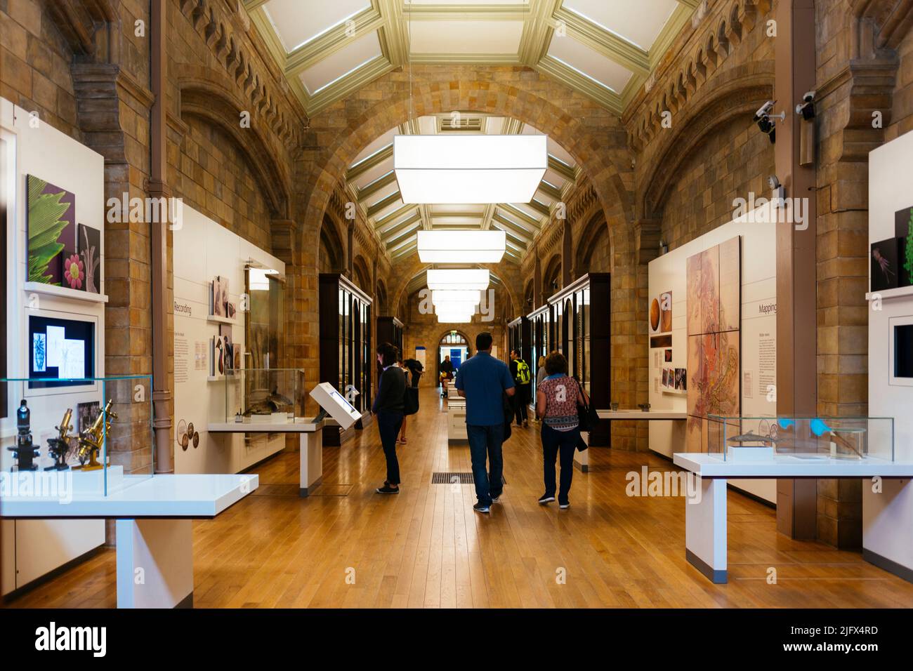 Gallerie del museo. Museo di Storia Naturale. Kensington & Chelsea, , Londra, Regno Unito, Europa Foto Stock