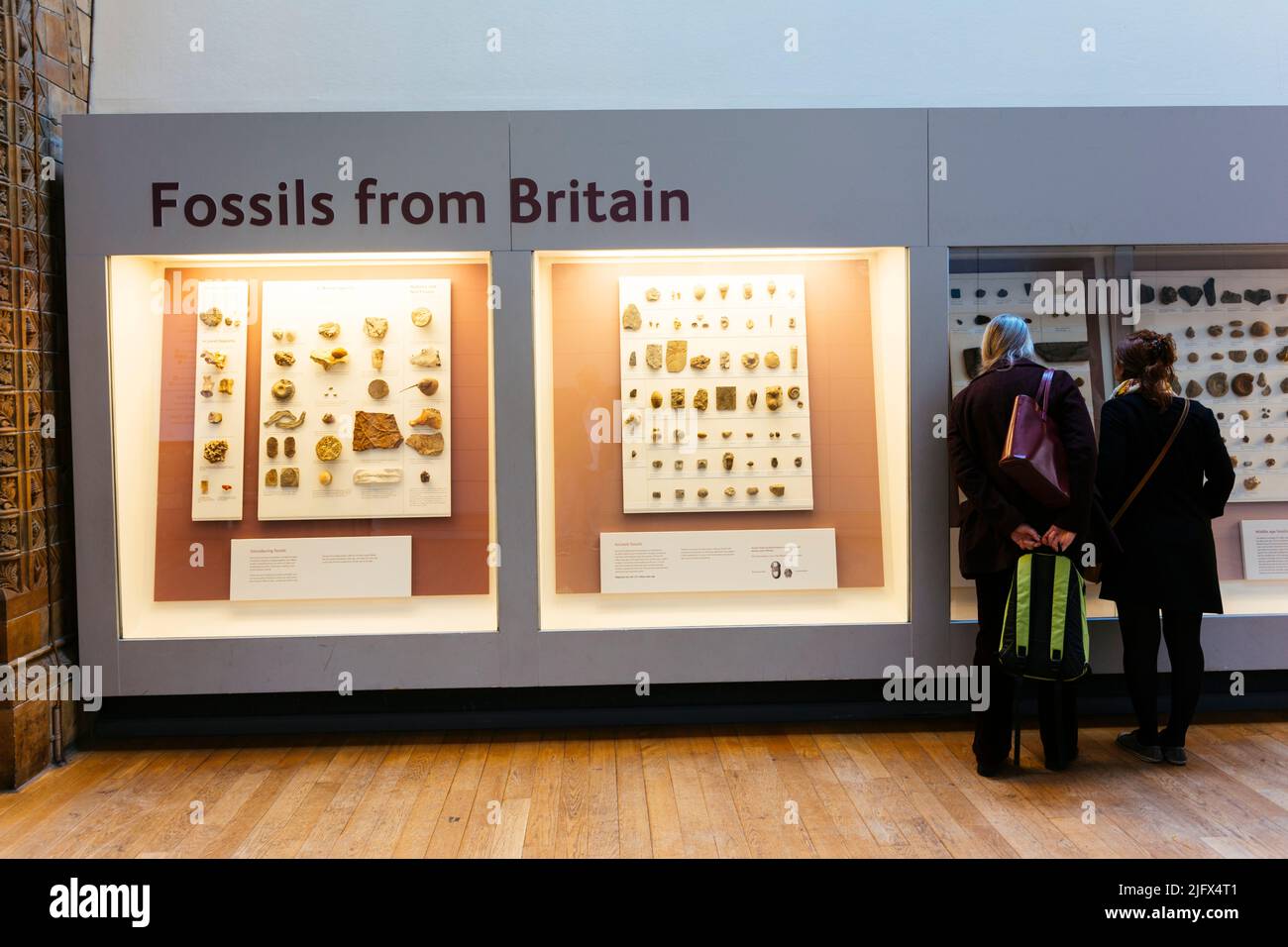 Mostra sui fossili della Gran Bretagna. Museo di Storia Naturale. Kensington & Chelsea, Londra, Regno Unito, Europa Foto Stock