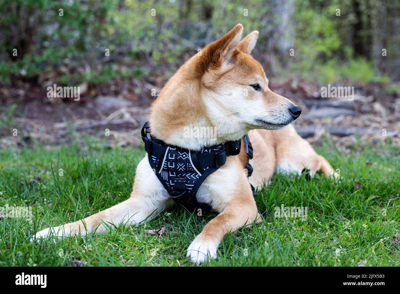 Shiba Inu fuori in erba Foto Stock