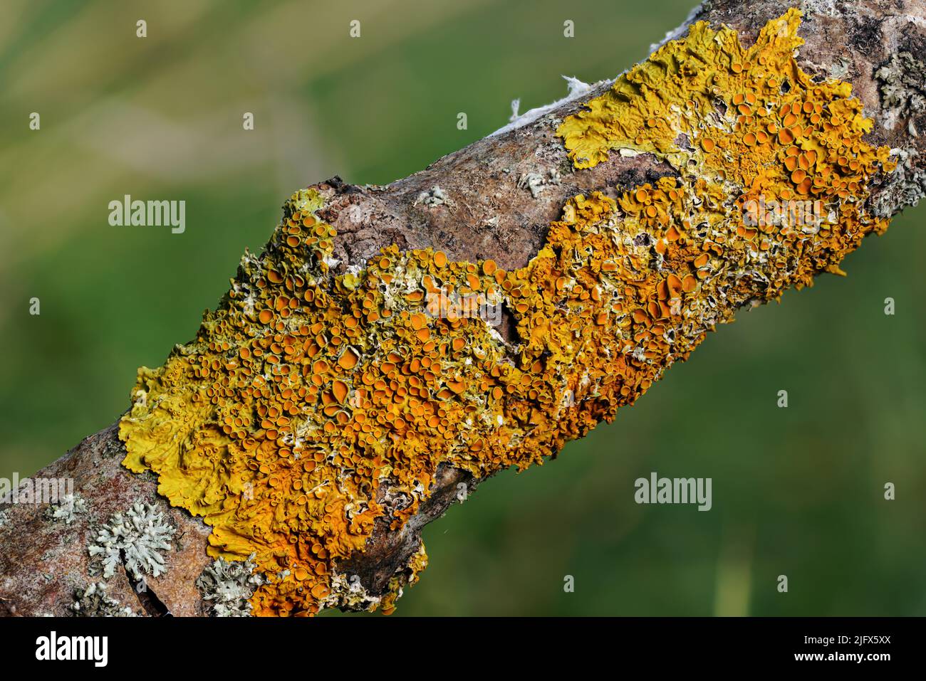 Giallo arancio marittimo sunburst lichen - Xantoria parietina e alcuni physodes Hypogymnia - crescere su ramo di albero secco, closeup dettaglio Foto Stock