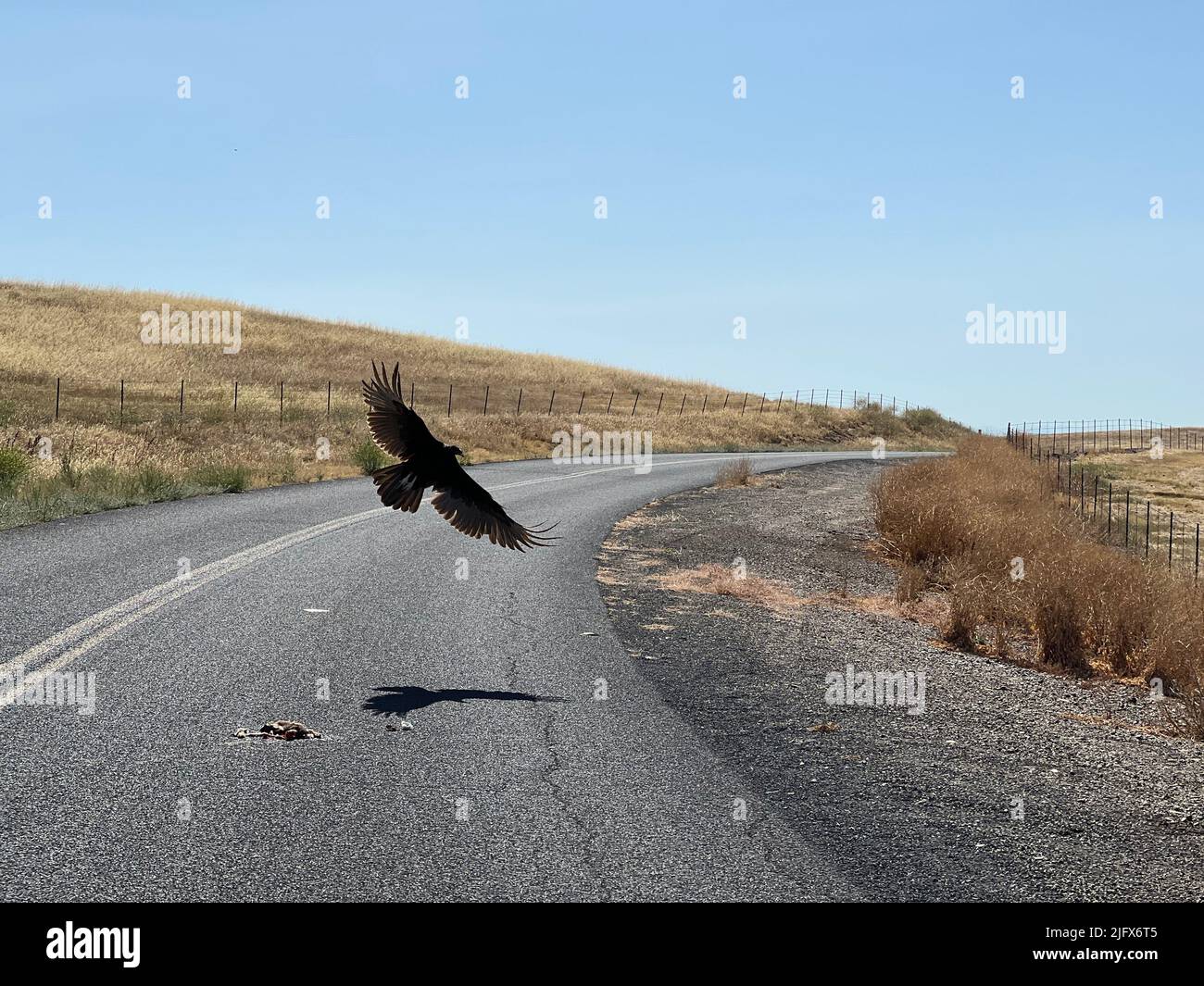 Vulture volare fuori strada dopo aver mangiato Foto Stock