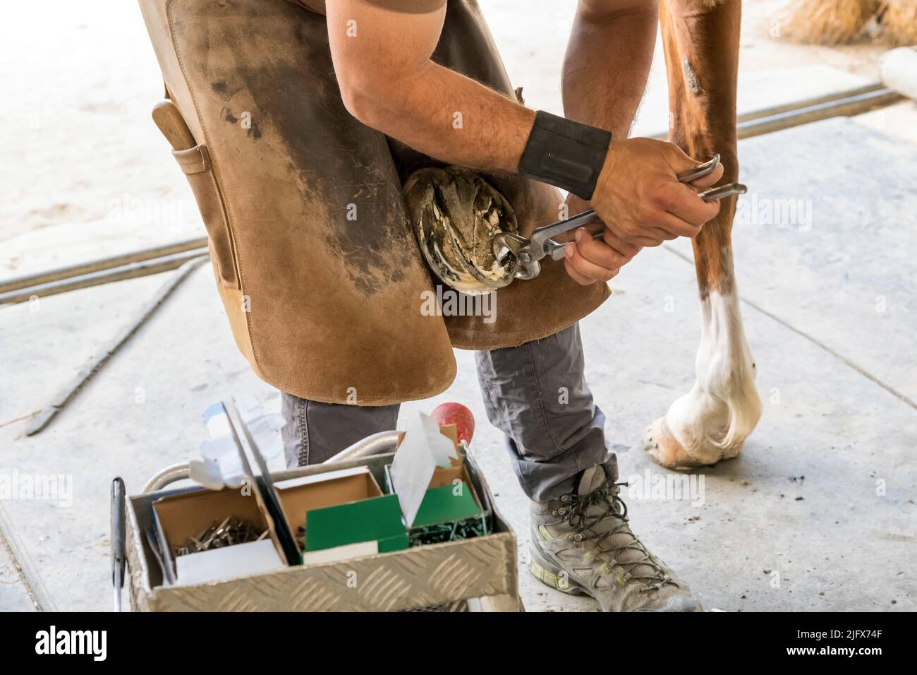 Da sopra l'uomo in grembiule di cuoio usando le pinze per rimuovere la punta dallo zoccolo di cavallo durante il lavoro nella giornata di sole sul ranch Foto Stock