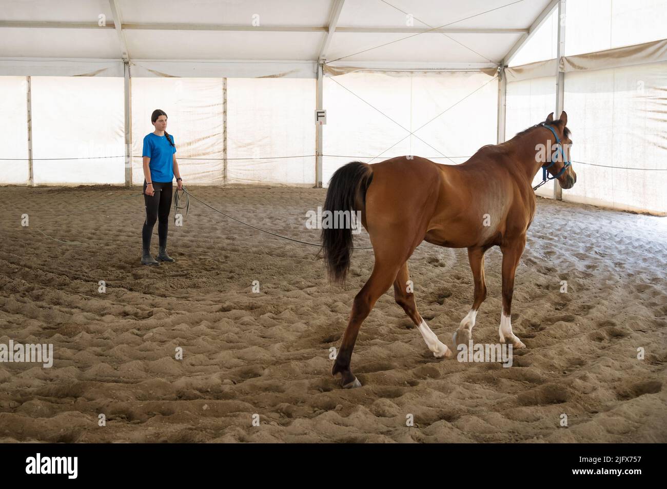 Obedient cavallo di baia che cammina sulla sabbia vicino a giovane brunette durante l'addestramento in arena sul ranch Foto Stock