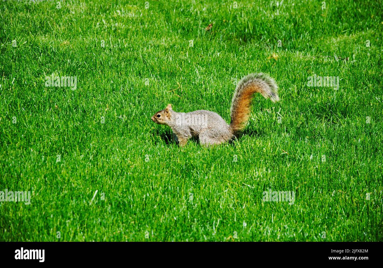 Scoiattolo in erba a Lakewood, Ohio, nel maggio 2022 Foto Stock
