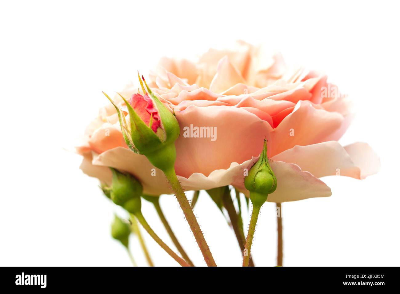 Fiore rosa rosa e germogli isolati su sfondo bianco, foto macro di testa di fiore coltivato con soft fuoco selettivo Foto Stock