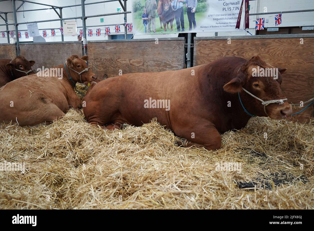 Exeter, UK - Luglio 2022: Diverse razze di bovini esposte al Devon County Show Foto Stock