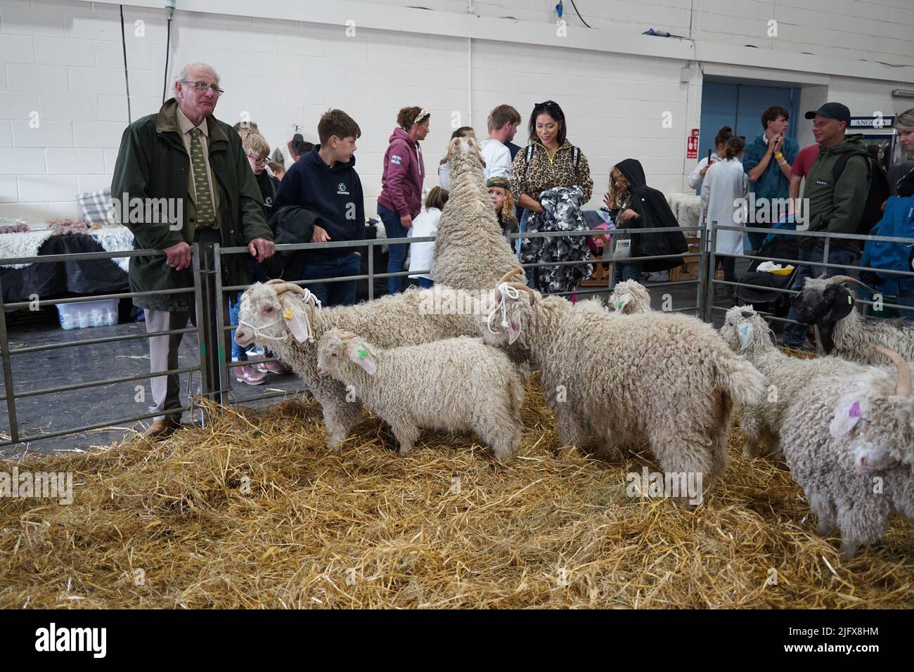 Exeter, UK - Luglio 2022: Diverse razze di bovini esposte al Devon County Show, razza di capra Angora in foto Foto Stock