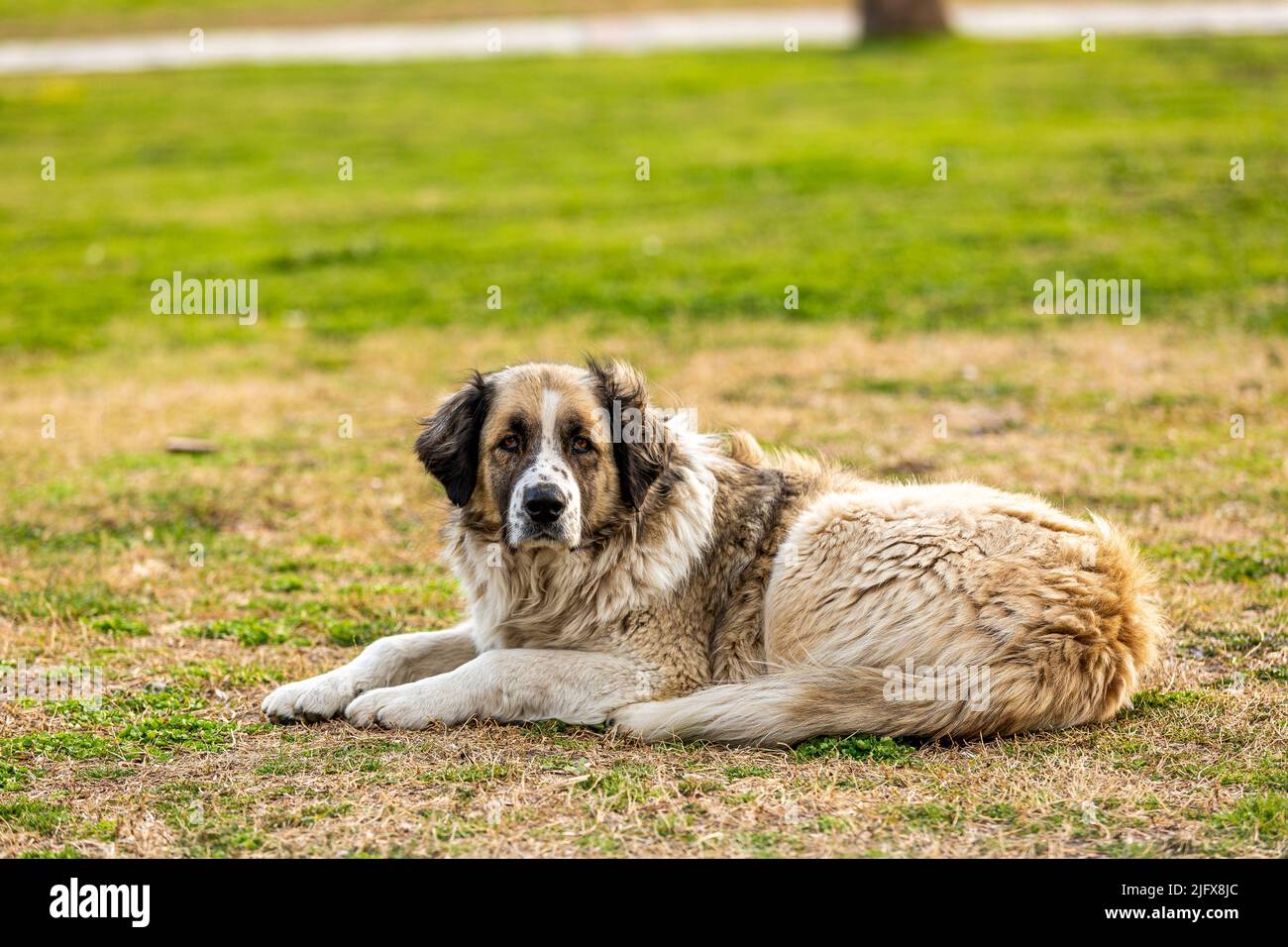 Un cane solitario randagio ad Antalya Foto Stock