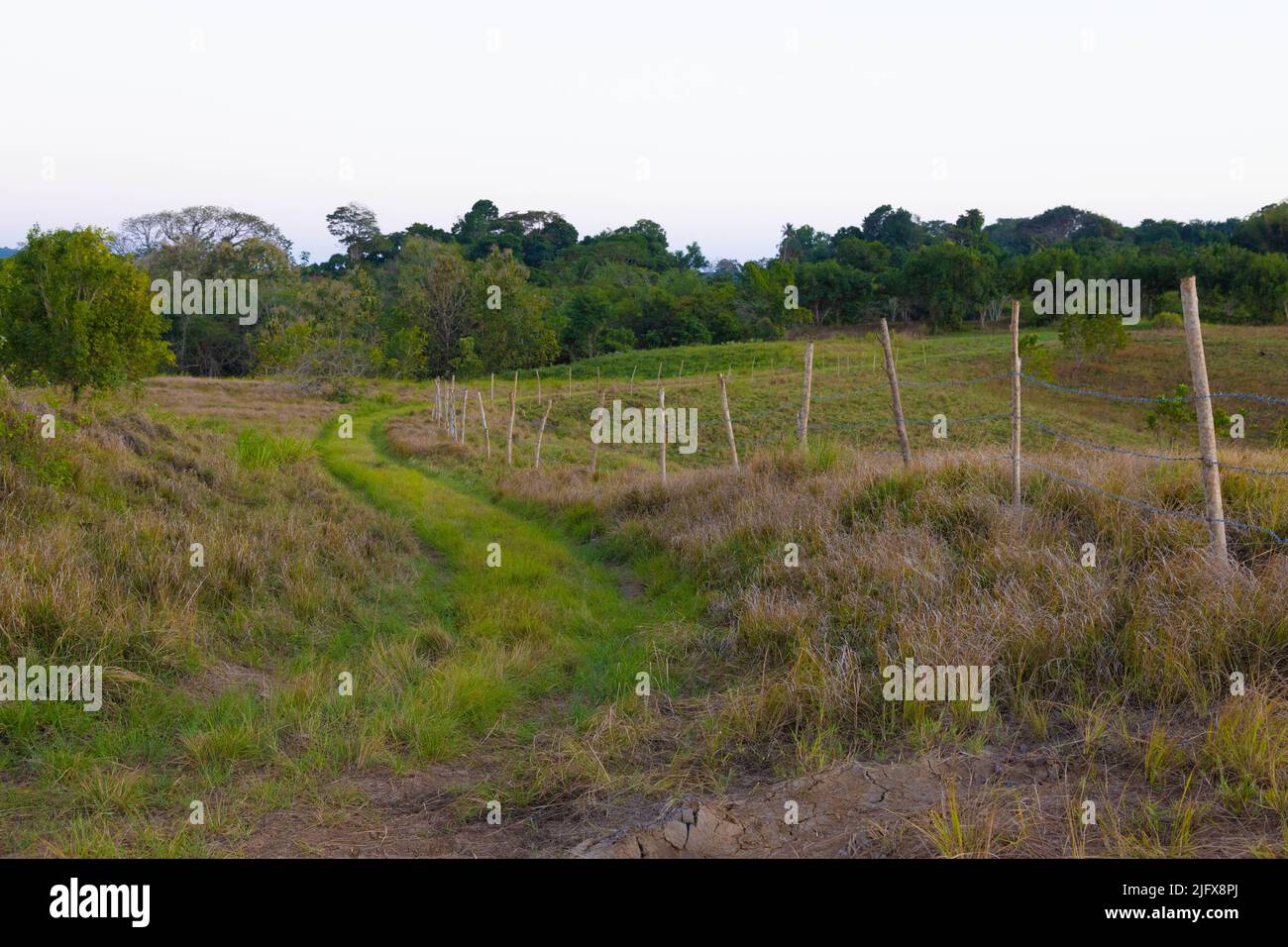 Un bel colpo di lussureggiante pascolo verde con recinzione fatta di pali e filo, e gli alberi sullo sfondo Foto Stock