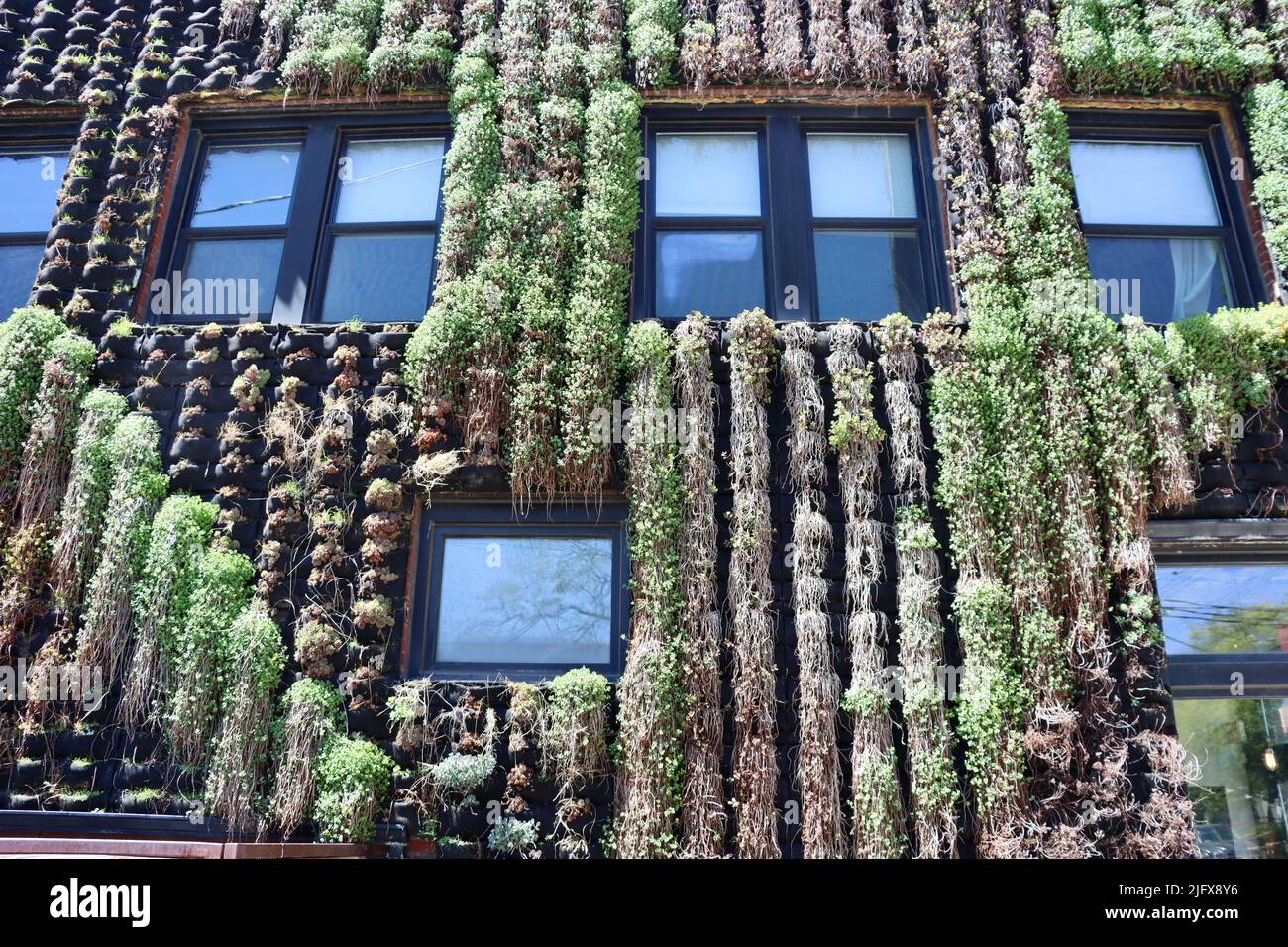 Muro coperto di piante a Ohio City, Cleveland, Ohio nel maggio 2022 Foto Stock
