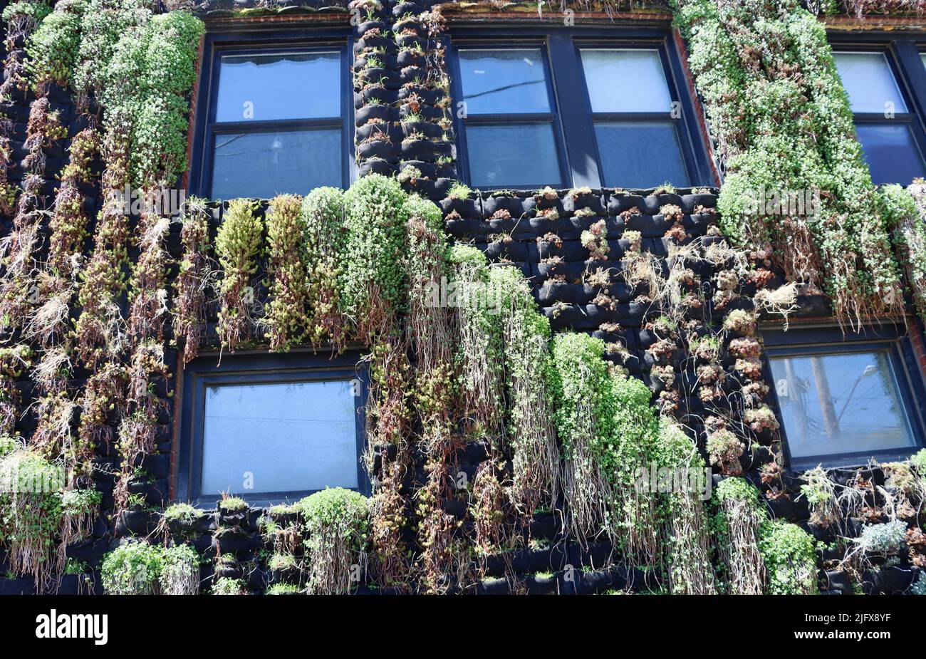 Muro coperto di piante a Ohio City, Cleveland, Ohio nel maggio 2022 Foto Stock