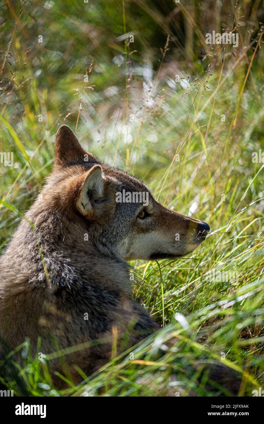 Wolf nel parco polare, Bardu, Norvegia Foto Stock