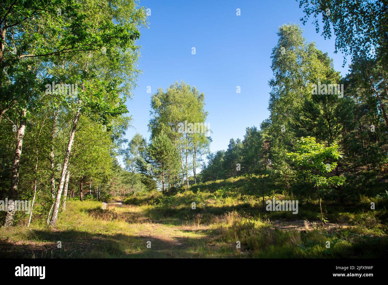 Foresta mista a Lusatia, Germania Foto Stock