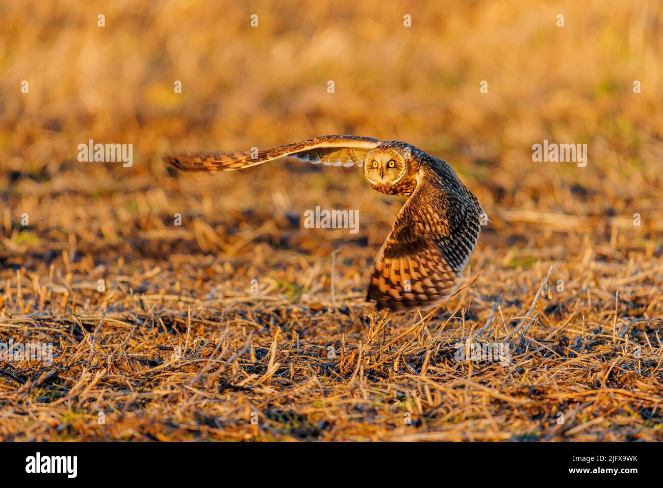 01113-03708 Owl dalle orecchie corte (Asio flammeus) che si solleva dal campo di soia tagliato Marion Co. Il Foto Stock