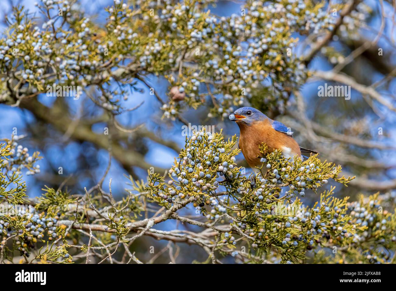 01377-19409 Bluebird orientale (Sialia sialis) maschio che mangia bacche di cedro rosso (Juniperus virginiana) albero Marion Co. Il Foto Stock