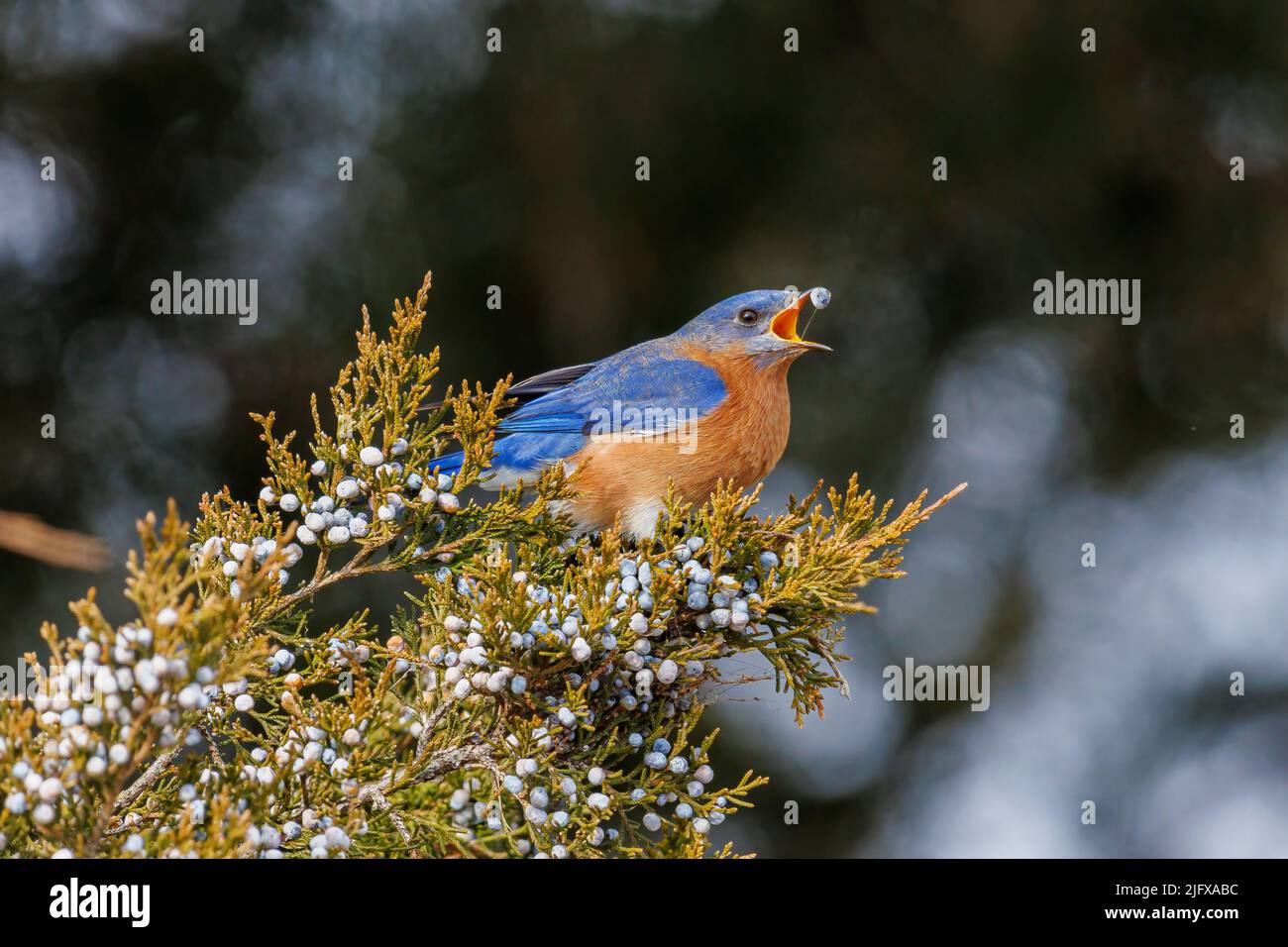 01377-19418 Bluebird orientale (Sialia sialis) maschio che mangia bacche di cedro rosso (Juniperus virginiana) albero Marion Co. Il Foto Stock
