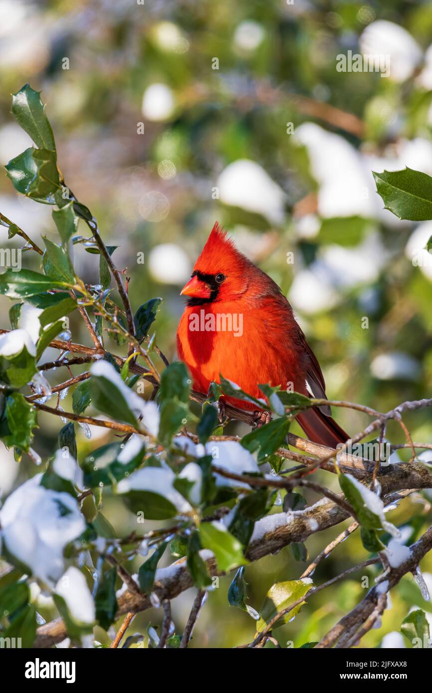 01530-25710 Cardinale del Nord (Cardinalis cardinalis) maschio in American Holly Tree (Ilex opaca) in inverno Marion Co. Il Foto Stock