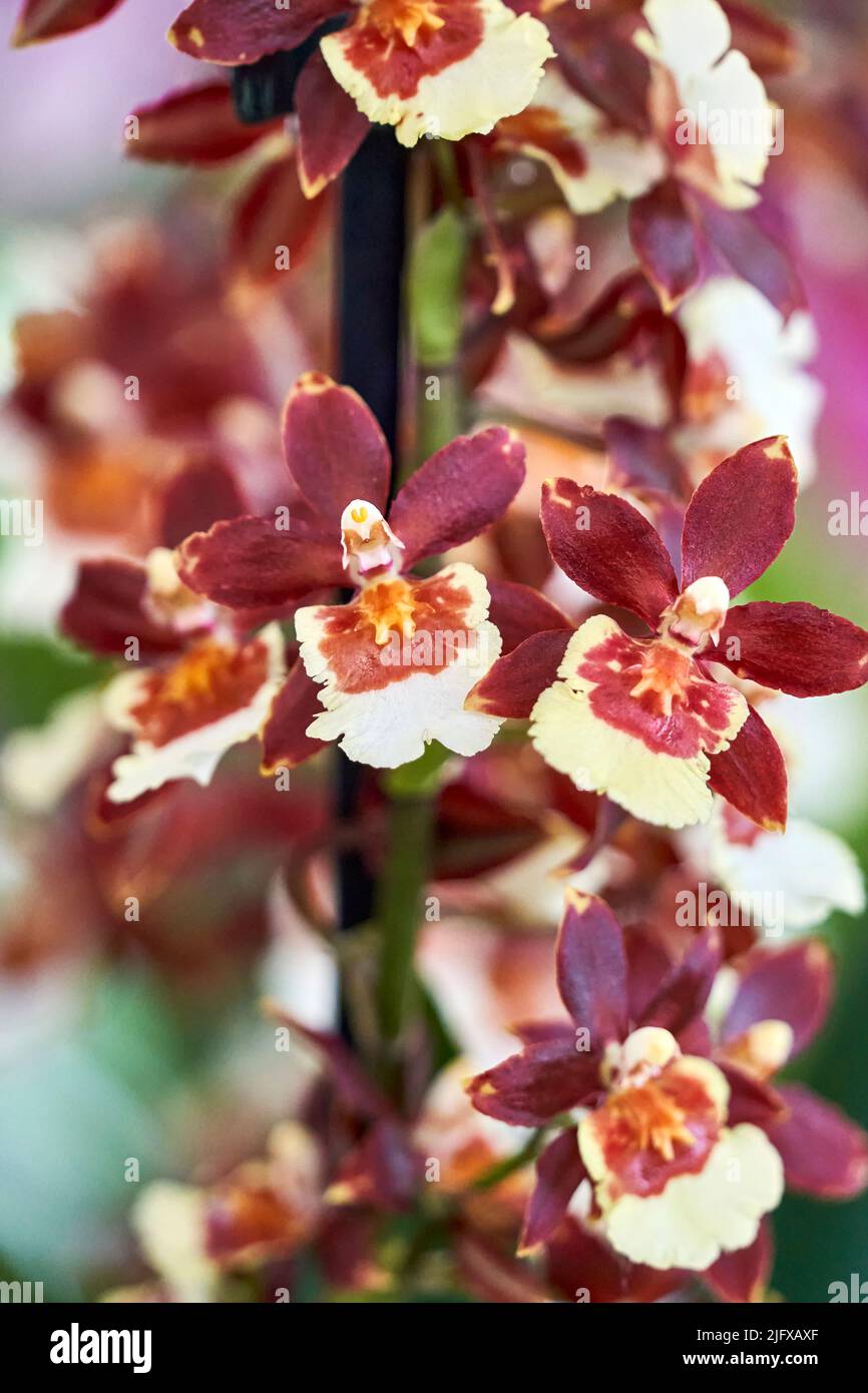 Fiori di orchidee colorati ed esotici in piena fioritura. Foto Stock