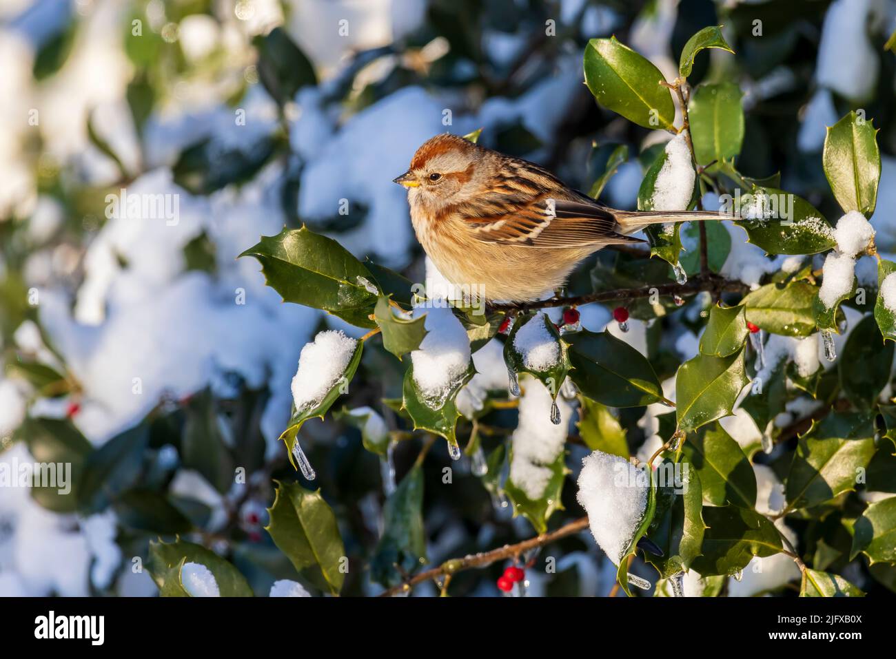 01588-01005 American Tree Sparrow (Spizelloides arborea) in American Holly Tree (Ilex opaca) in inverno Marion Co. Il Foto Stock