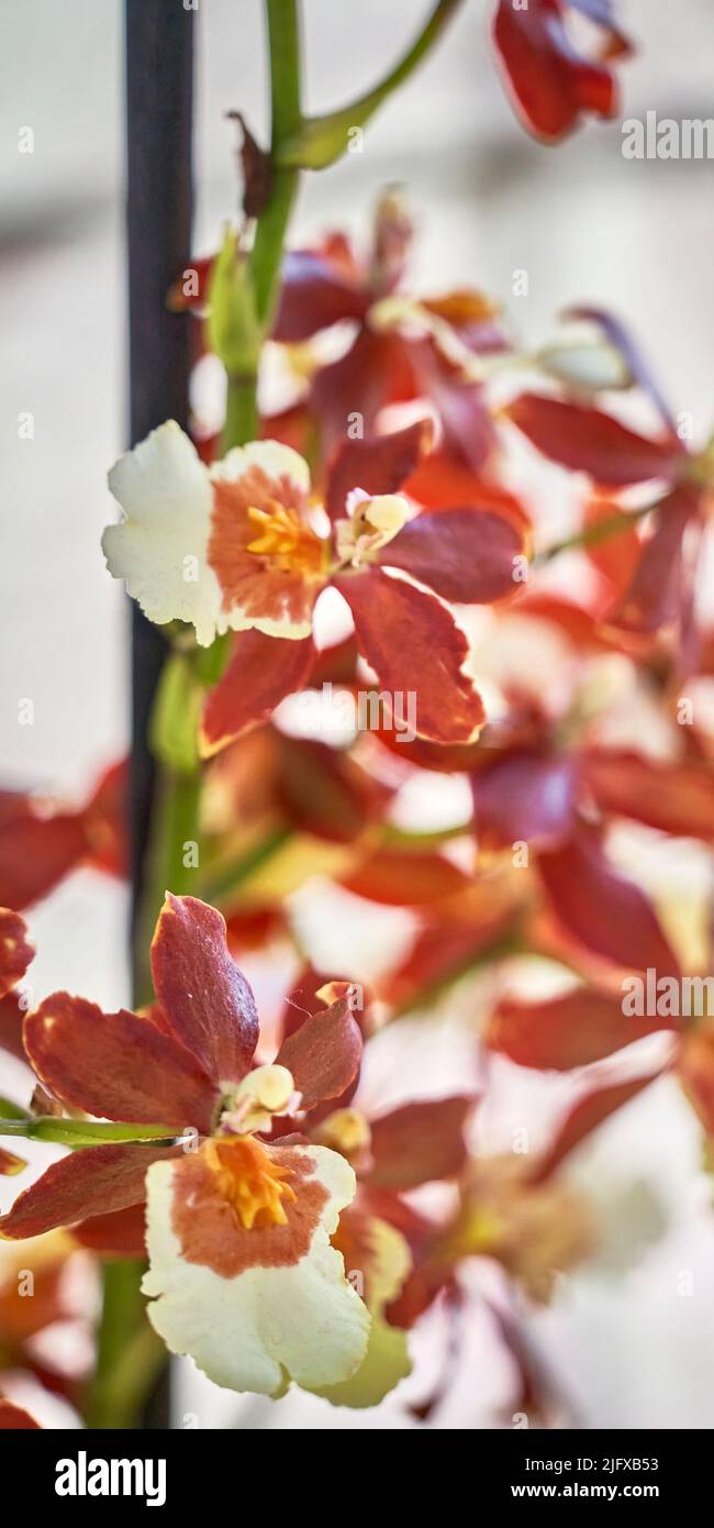 Fiori di orchidee colorati ed esotici in piena fioritura. Foto Stock