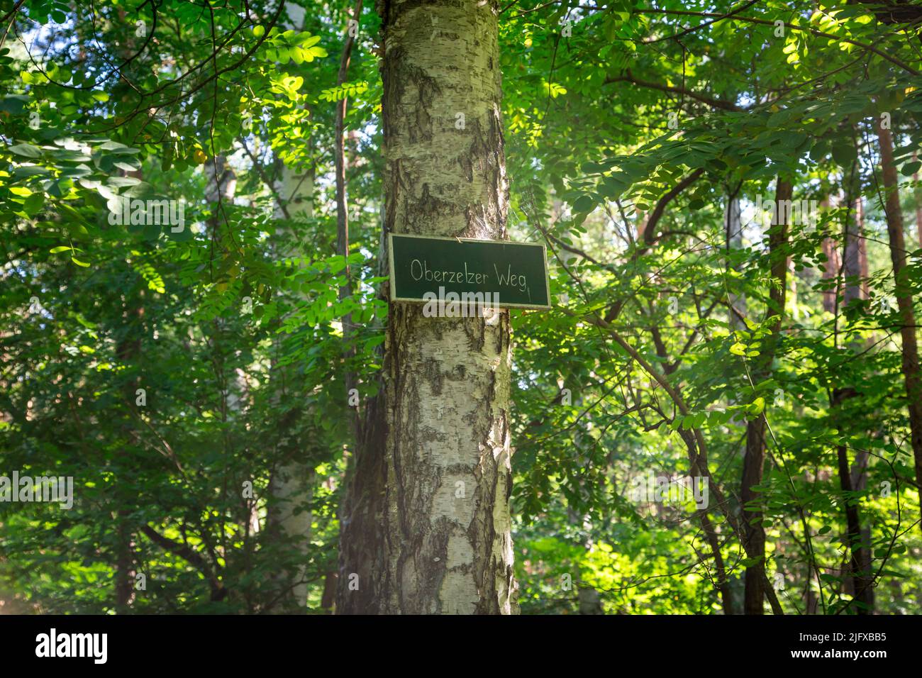 Cartello in una foresta mista, Lusatia, Germania Foto Stock