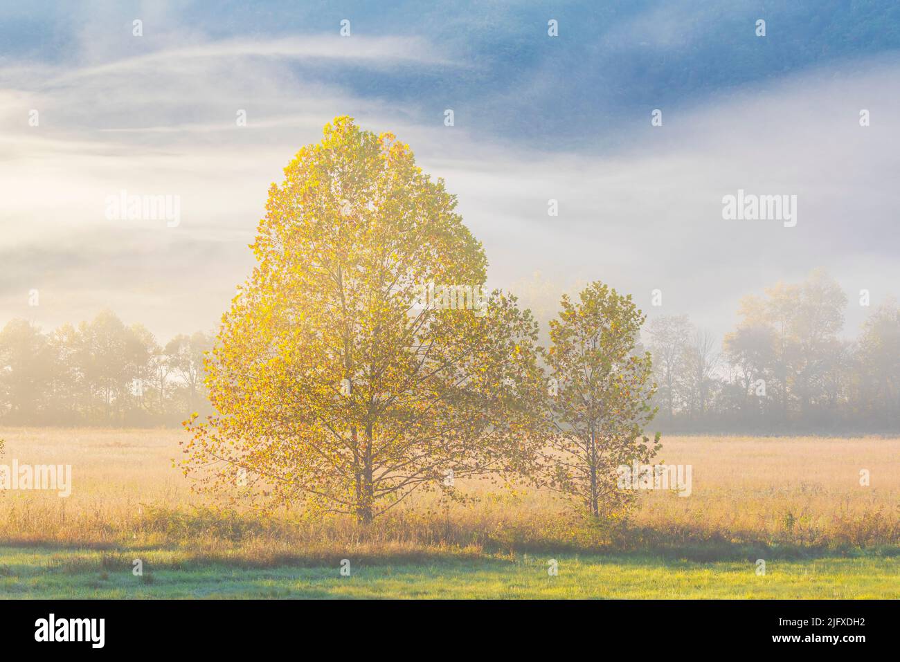 66745-05008 Cottonwood alberi in autunno e nebbia Cades Cove Great Smoky Mountains National Park TN Foto Stock