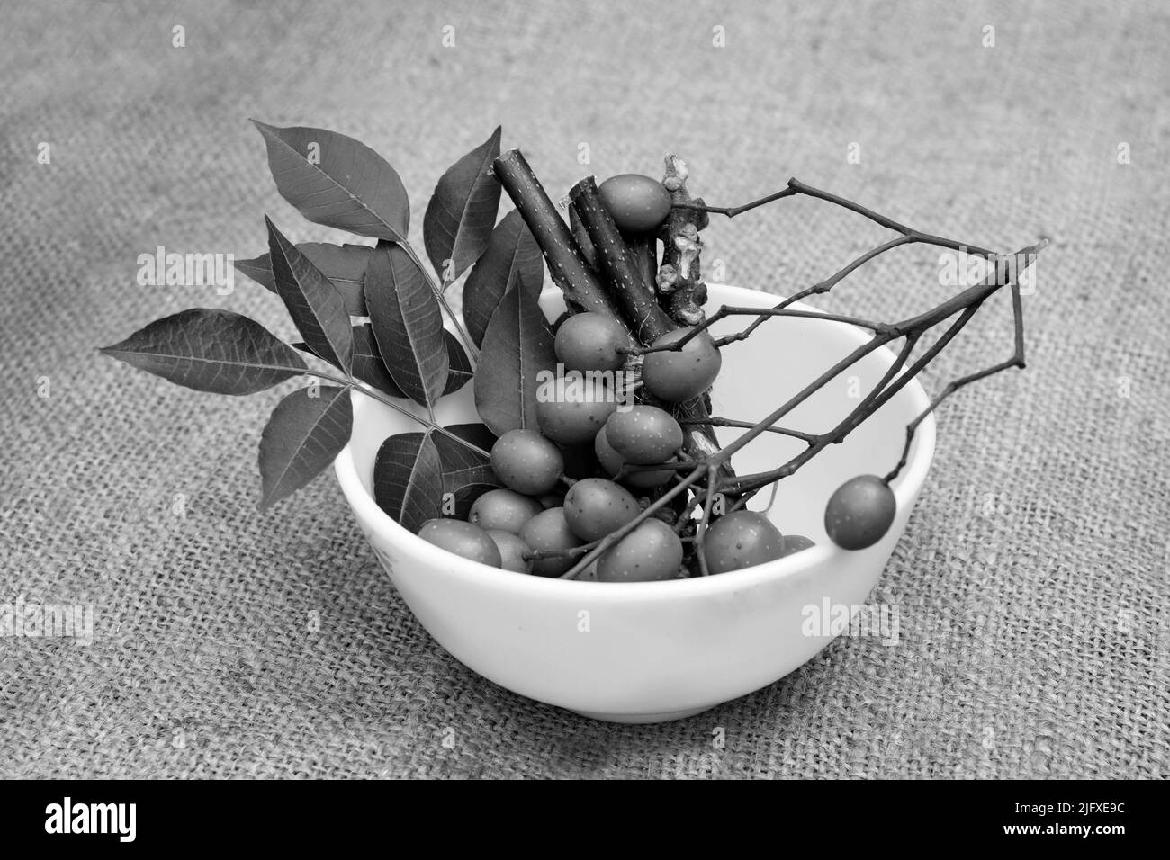 Neem foglie, frutta, e gambi su ciotola. Semi di neem medicinali, foglie, rami per l'omeopatia, materie prime tradizionali ayurveda Foto Stock