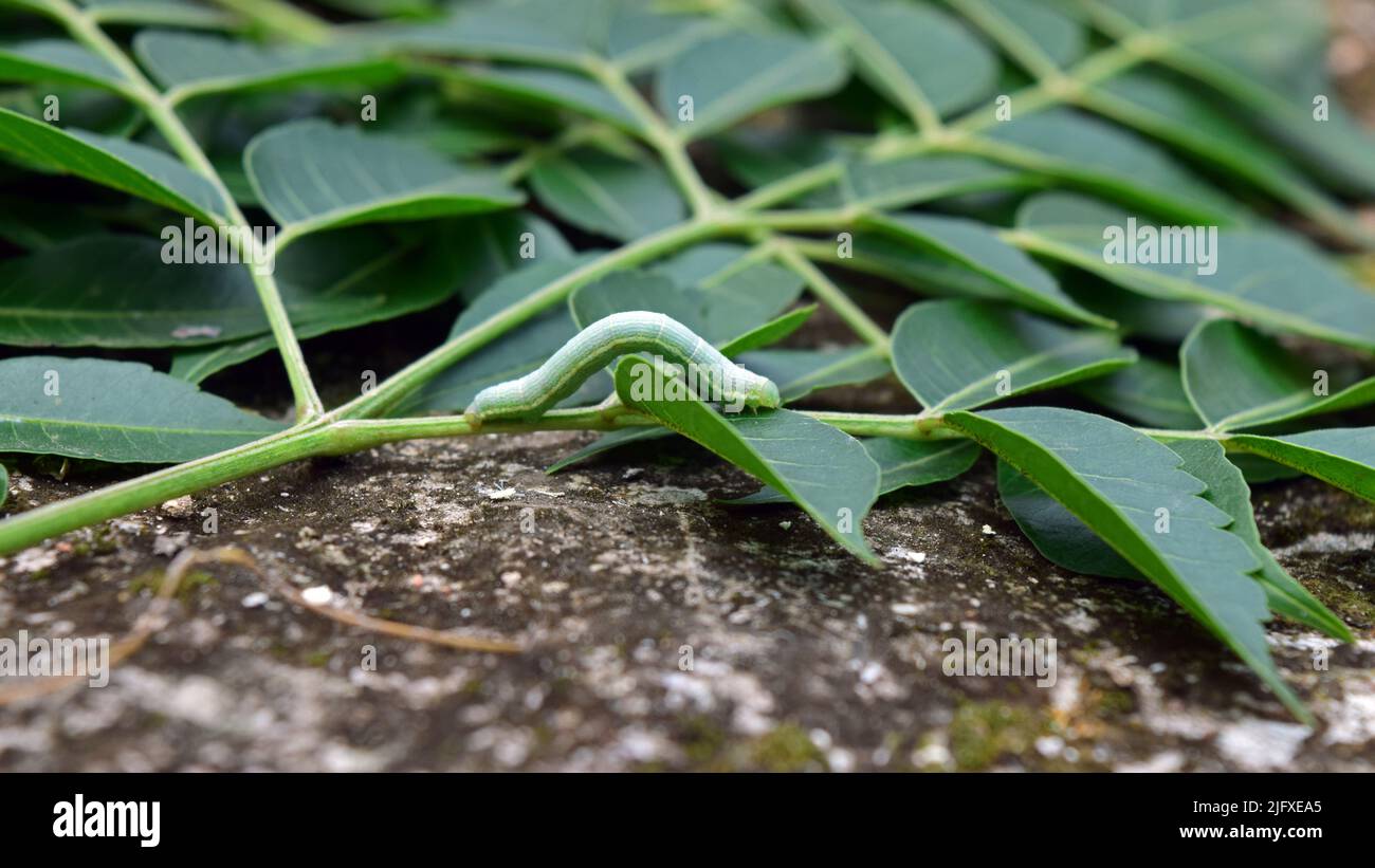 Insetto su foglie di neem. Foglia di Neem per le erbe medicinali ayurveda. Fauna selvatica con neem albero in natura. Foto Stock
