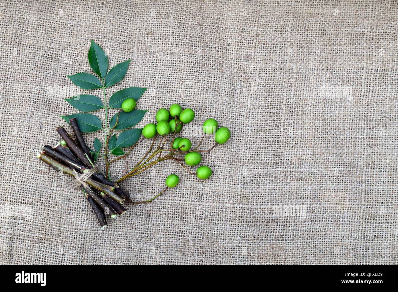 Neem foglie, frutta, e gambi su tessuto di iuta sfondo. Semi di neem medicinali, foglie, rami per l'omeopatia, materie prime tradizionali ayurveda Foto Stock