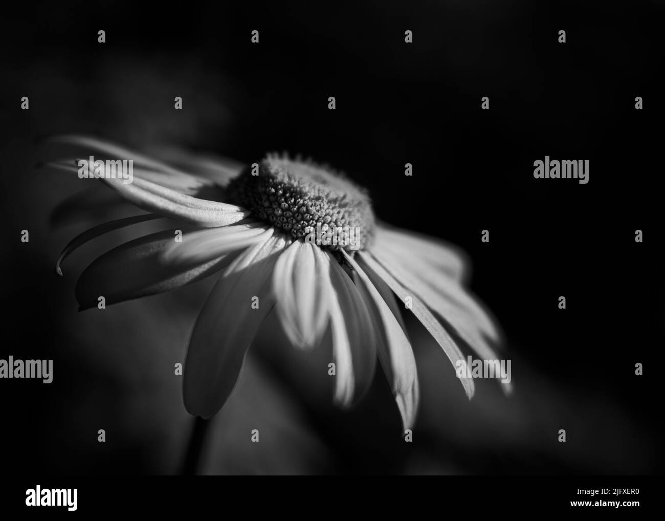 Bianco e nero, fiore, fiori, daysi, petali, natura, macro, primavera Foto Stock